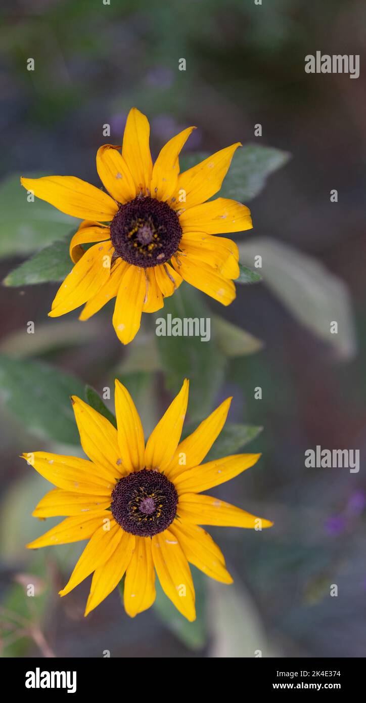 Rudbeckia peludo. Flor amarilla decorativa similar a un girasol. Flor con pétalos amarillos. Foto de stock