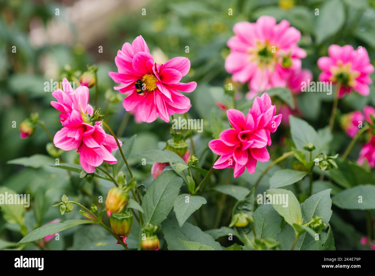 Flor de dalia rosa brillante florece en el jardín en verano Foto de stock
