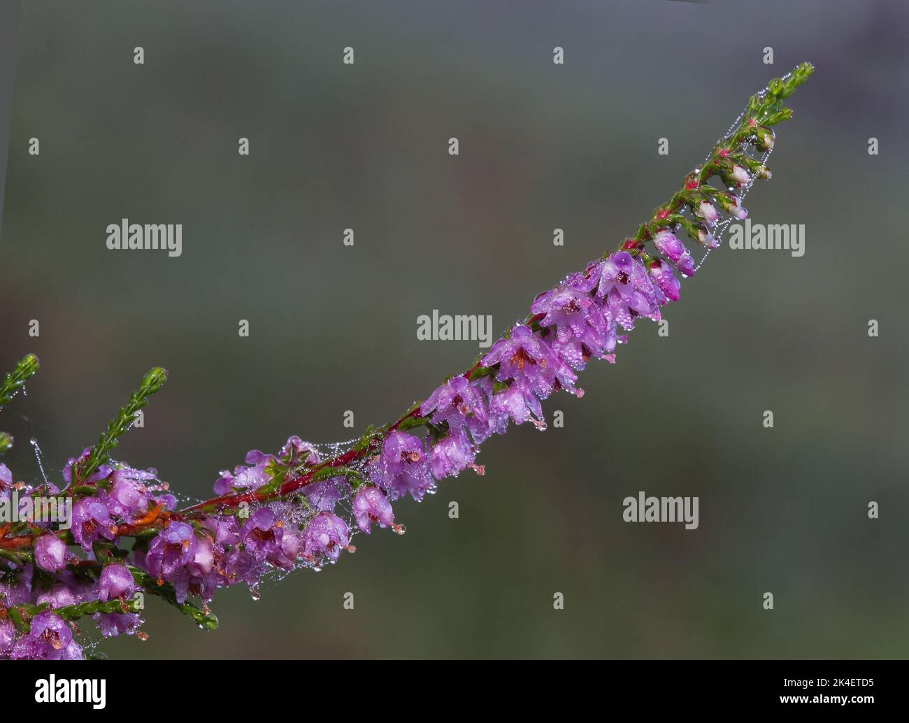 Flores malvas dewed de brezo común en la mañana temprano Foto de stock