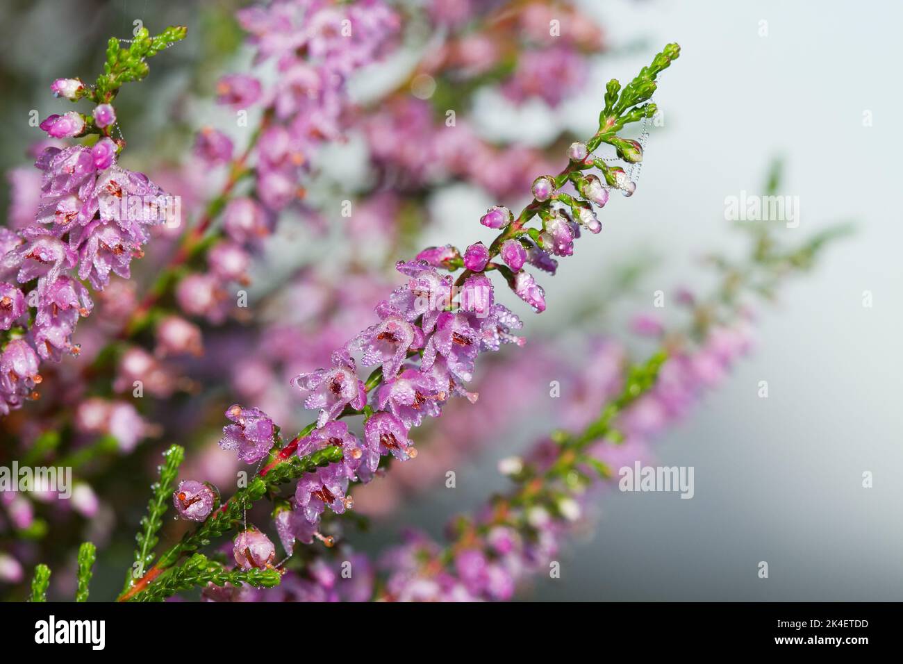 Flores malvas dewed de brezo común en la mañana temprano Foto de stock
