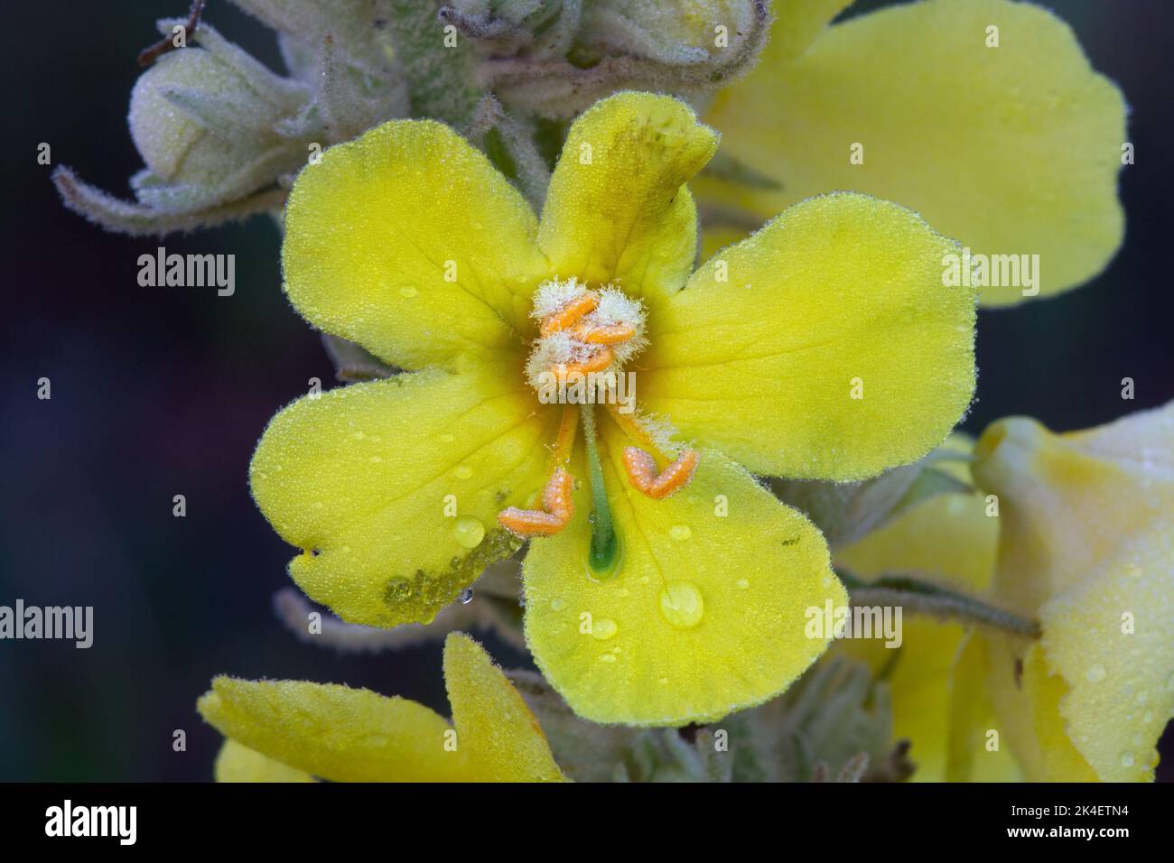 Primer plano de una flor amarilla, Densflower mullein Foto de stock