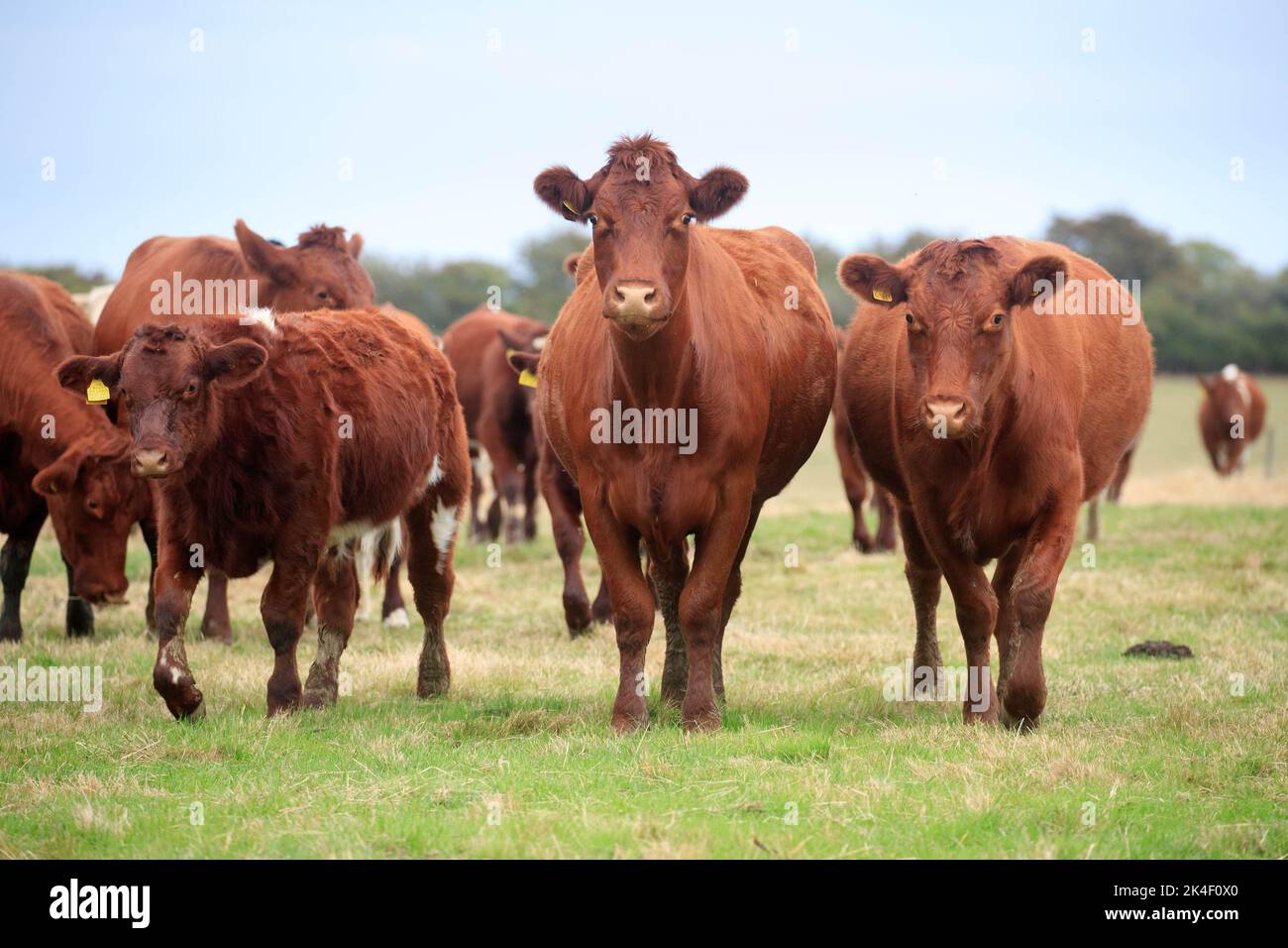 21st de septiembre de 2022 Carne Shorthorn y Hereford Vacas y terneros Foto de stock