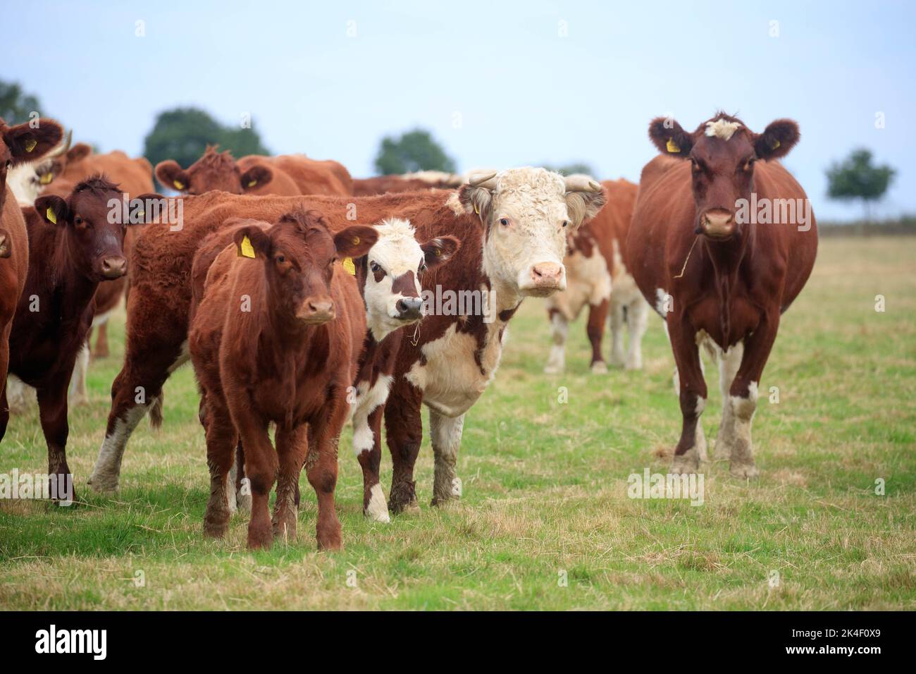 21st de septiembre de 2022 Carne Shorthorn y Hereford Vacas y terneros Foto de stock