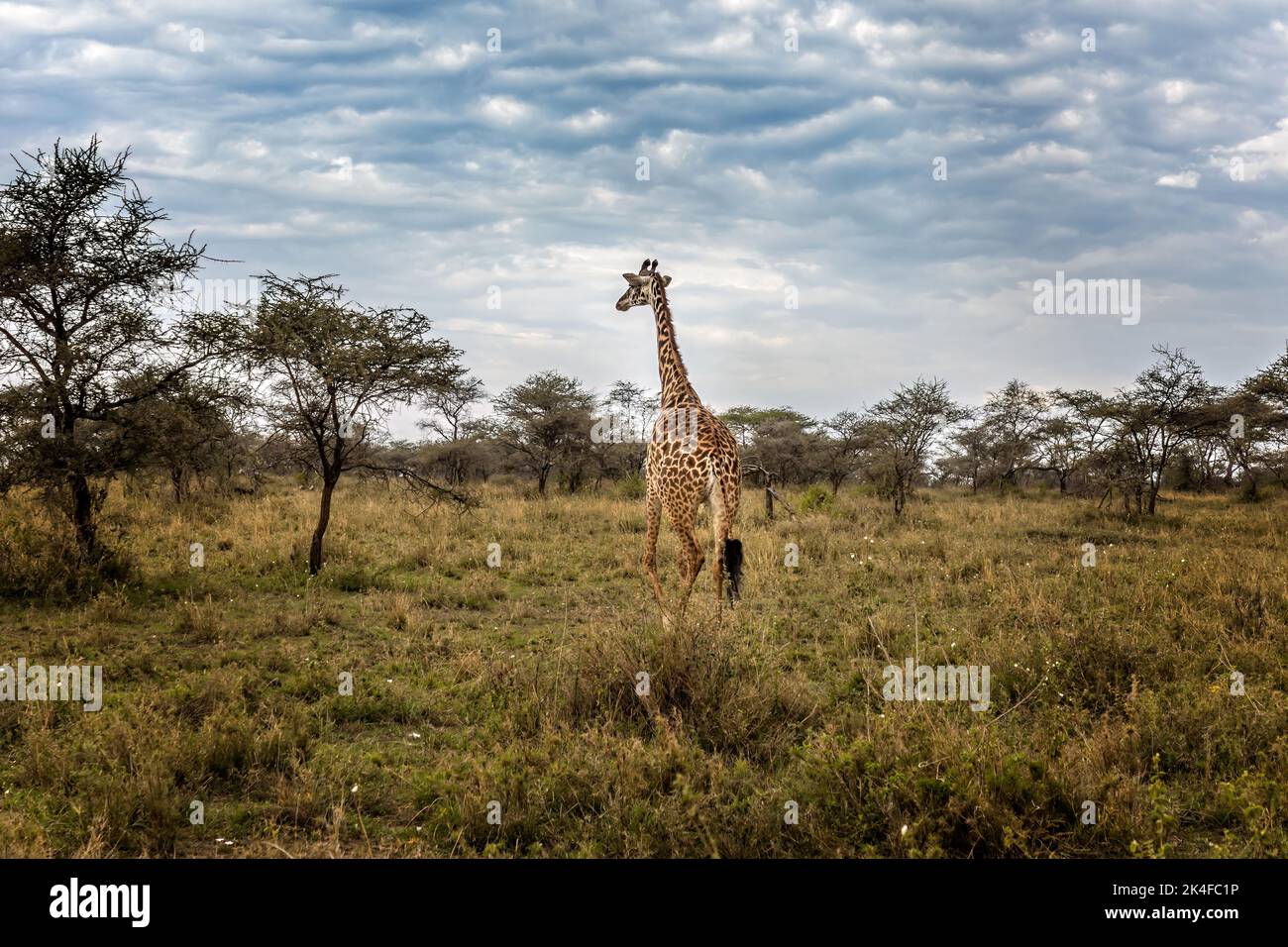 Una jirafa en el Parque Nacional Serengeti, Tanzania Foto de stock