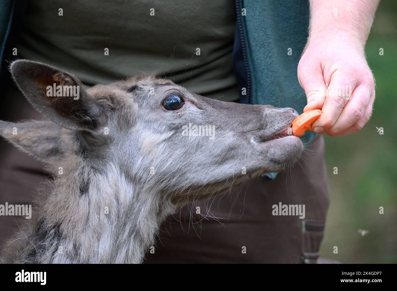 Hamburgo, Alemania. 07th de mayo de 2022. El ciervo en barbecho Karl es alimentado a mano con zanahorias por un cuidador de animales en la Reserva de Caza de Klövensteen. Crédito: Jonas Walzberg/dpa/Alamy Live News Foto de stock