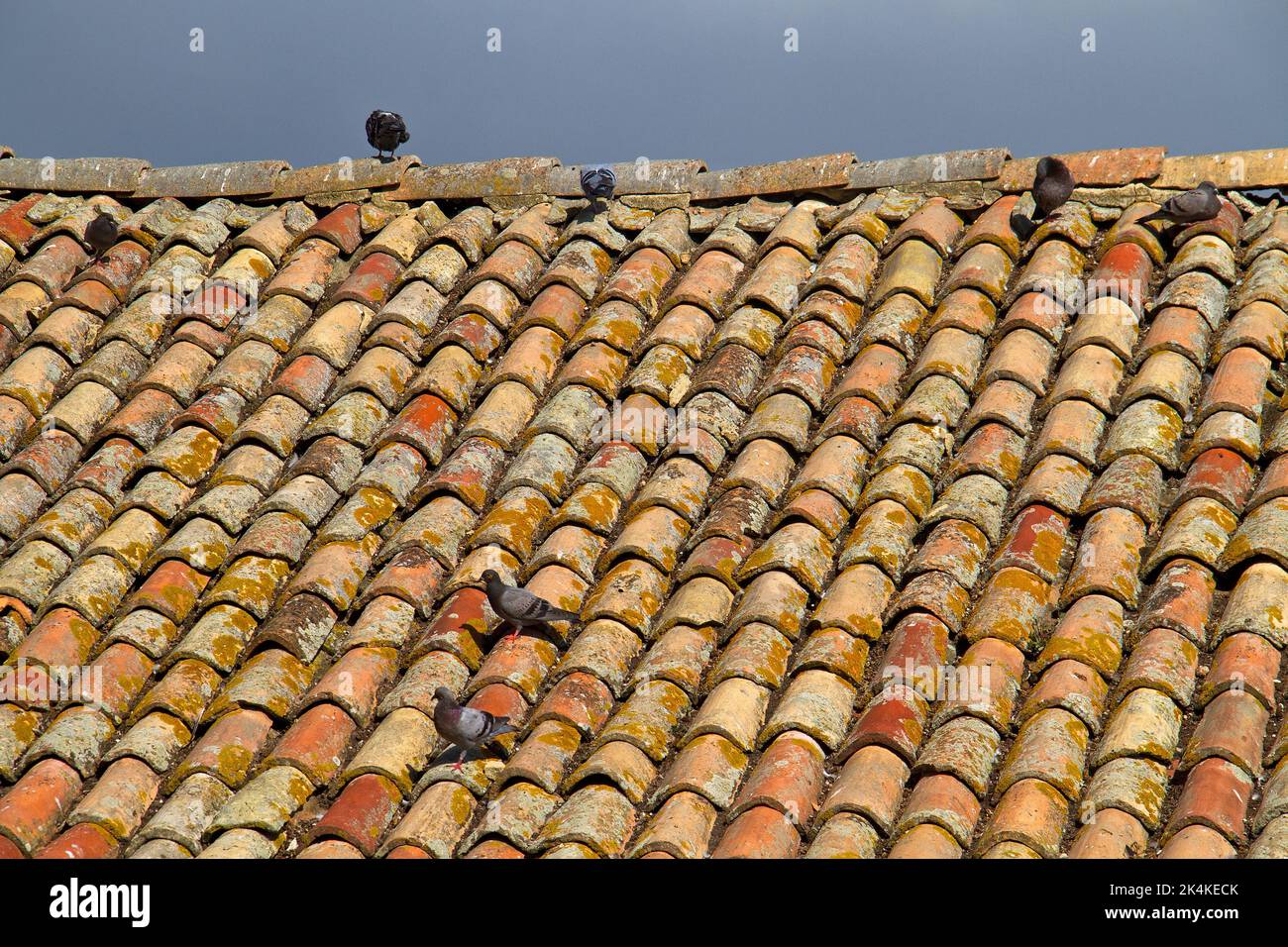 Palomas en un viejo techo con tejas de cerámica roja en Toscane, Italia Foto de stock