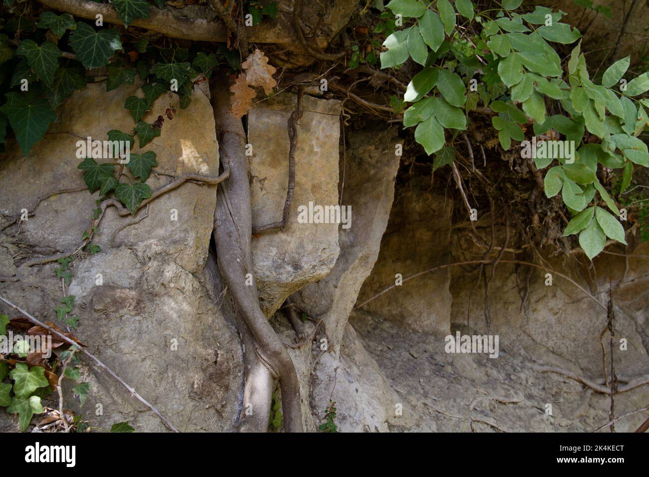Desgaste mecánico: Raíz del árbol que hace palanca en la grieta de la roca Foto de stock