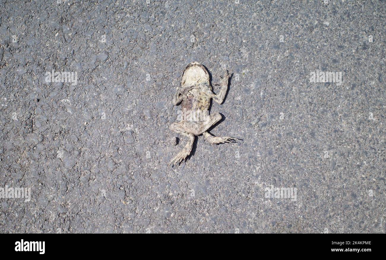 Un cuerpo muerto y plano de la rana en el camino Foto de stock
