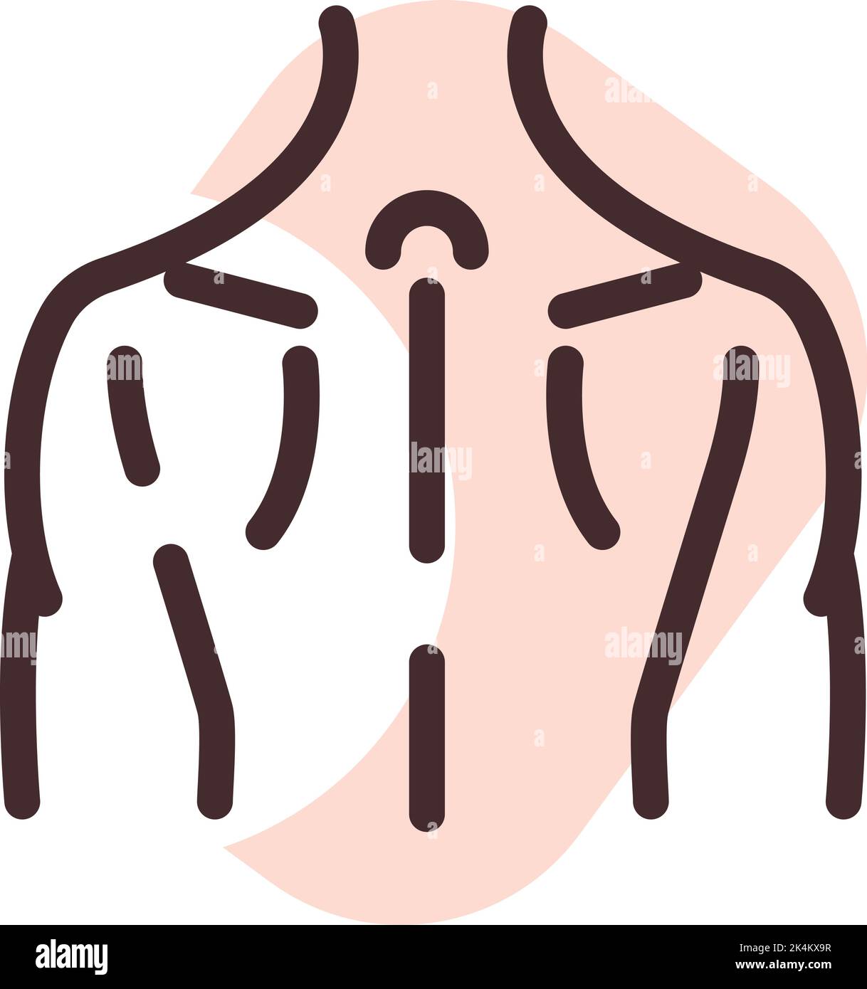 Músculos de la espalda, ilustración, vector sobre fondo blanco Imagen