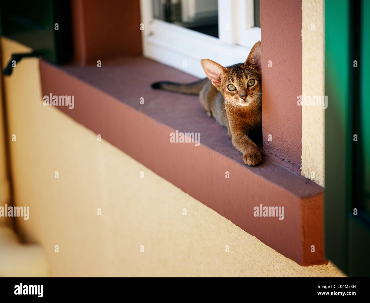 Curioso gato Abisinio Kitten explorando fuera en el alféizar de la ventana Foto de stock