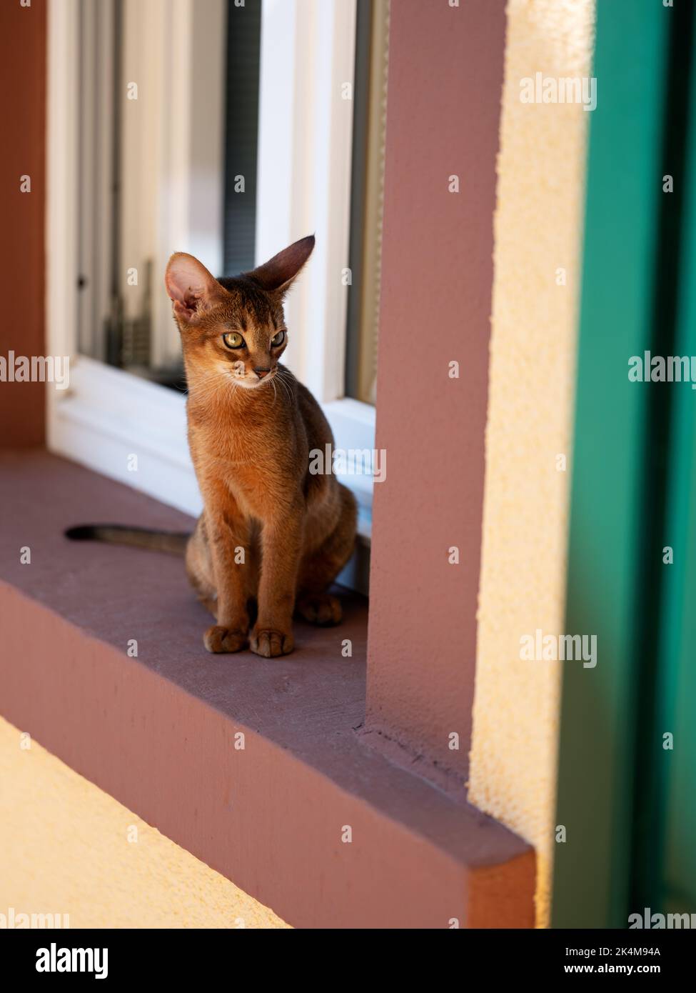 Curioso gato Abisinio Kitten explorando fuera en el alféizar de la ventana Foto de stock