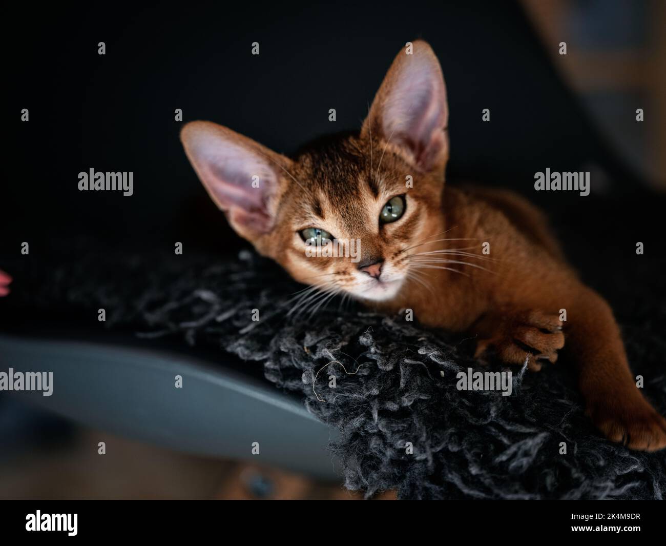 Gato Abisinio Kitten Foto de stock
