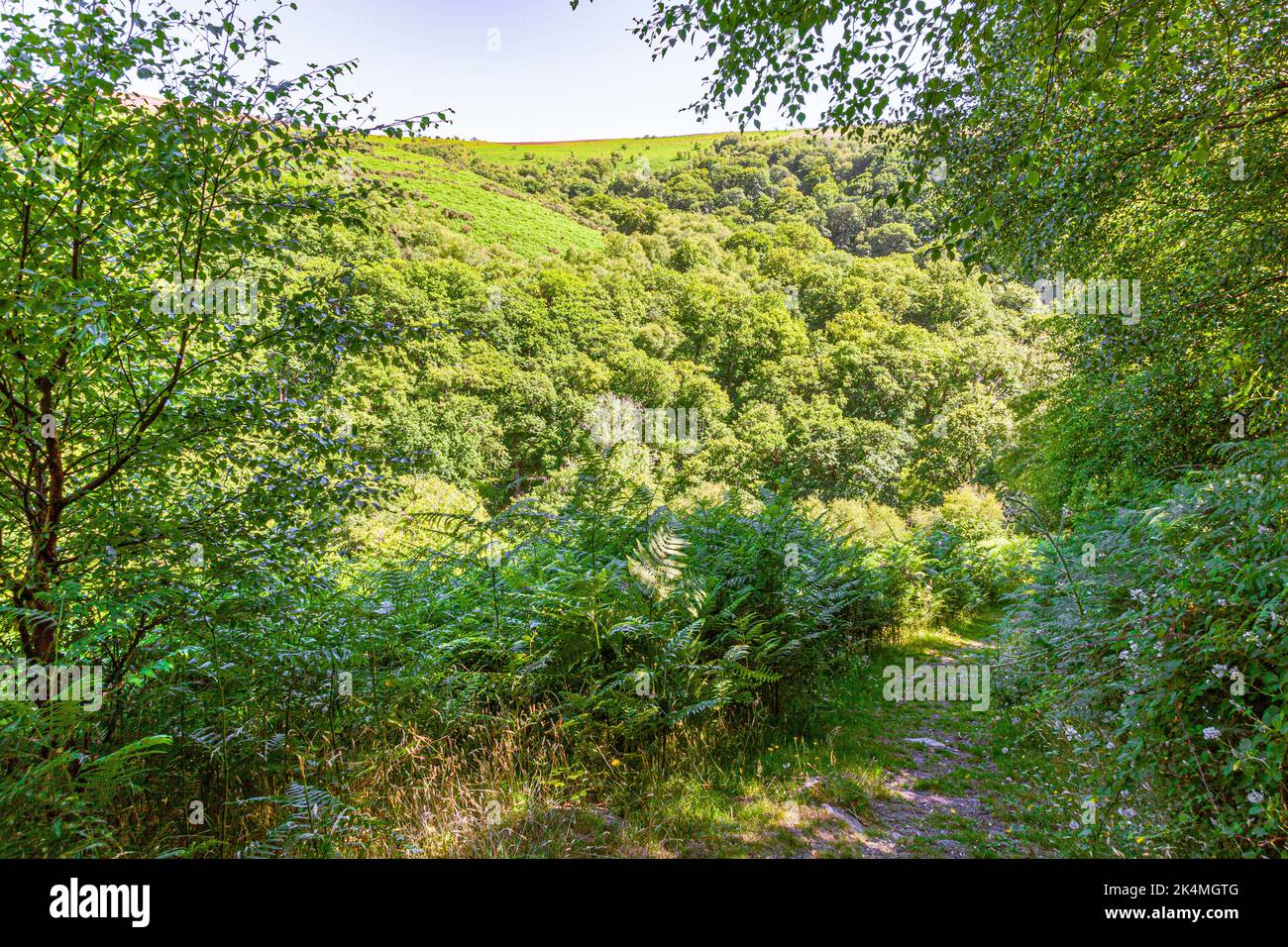 Un sendero público en el lado de Cloutsham Ball en el Parque Nacional Exmoor en Cloutsham, Somerset Reino Unido Foto de stock