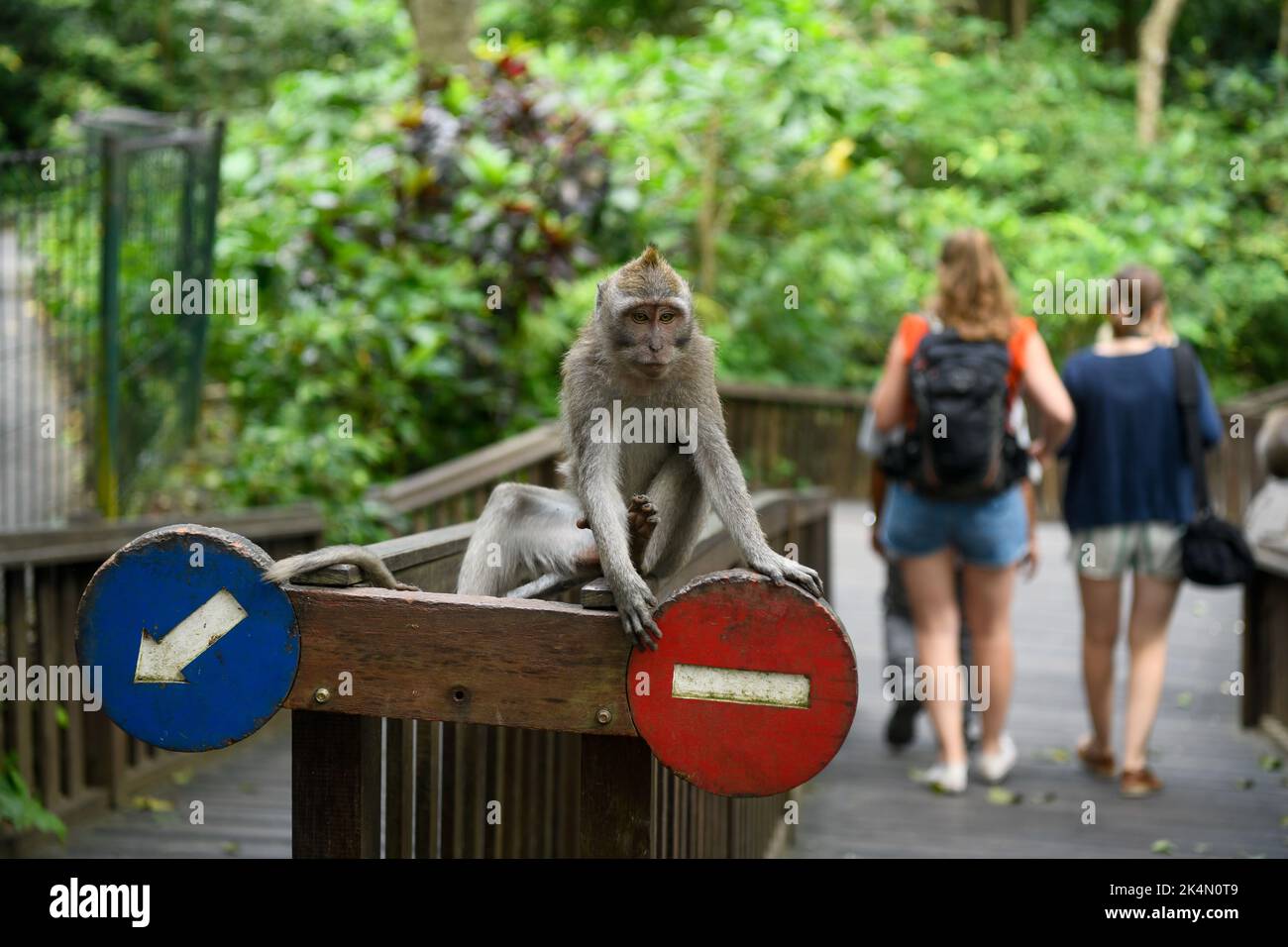 Bali, Indonesia. 19th de Sep de 2022. Se ve un mono sentado en una barandilla en el bosque de monos de Ubud en Bali. (Imagen de crédito: © Piyas Biswas/SOPA Images a través DE ZUMA Press Wire) Foto de stock