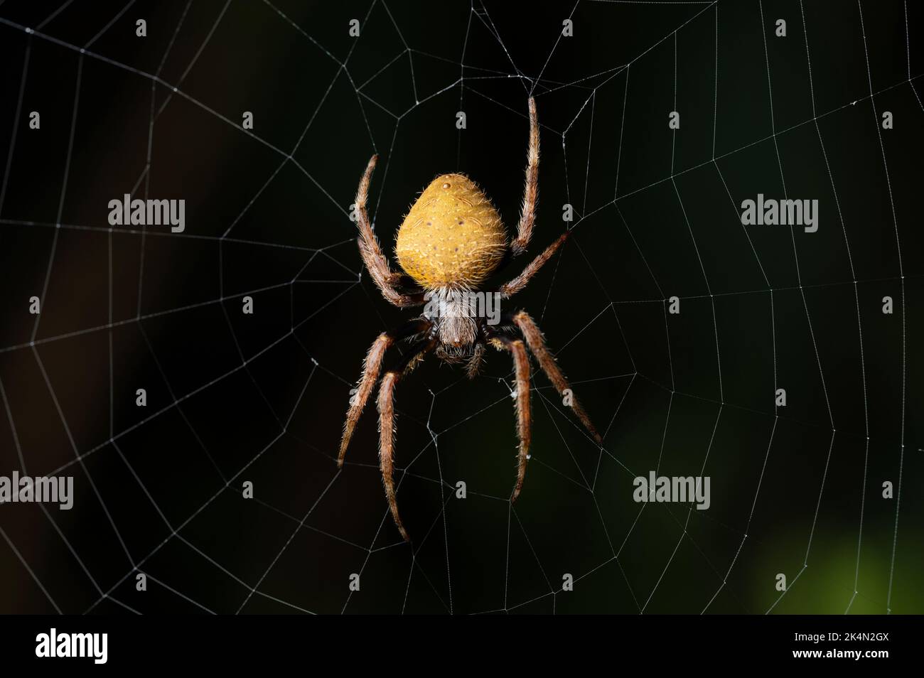 Araña amarilla peligrosa se sienta en la web macro cerca de la vista Foto de stock