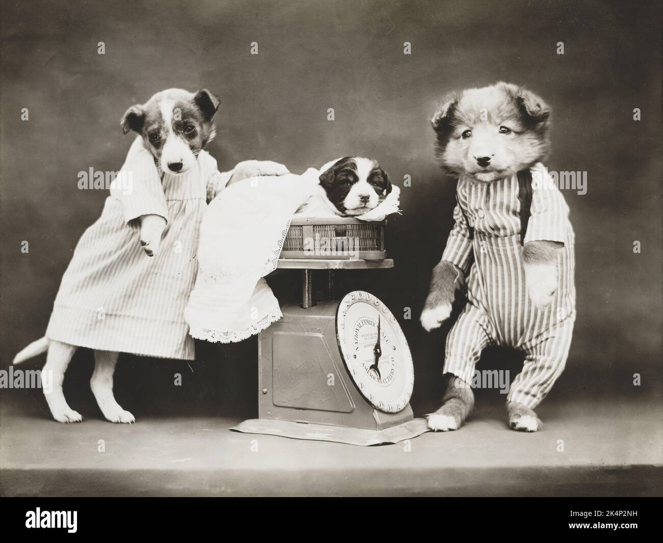 Tres cachorros con una balanza, en una fotografía llamada, 'Pesando al bebé' por Harry Whittier libera Foto de stock