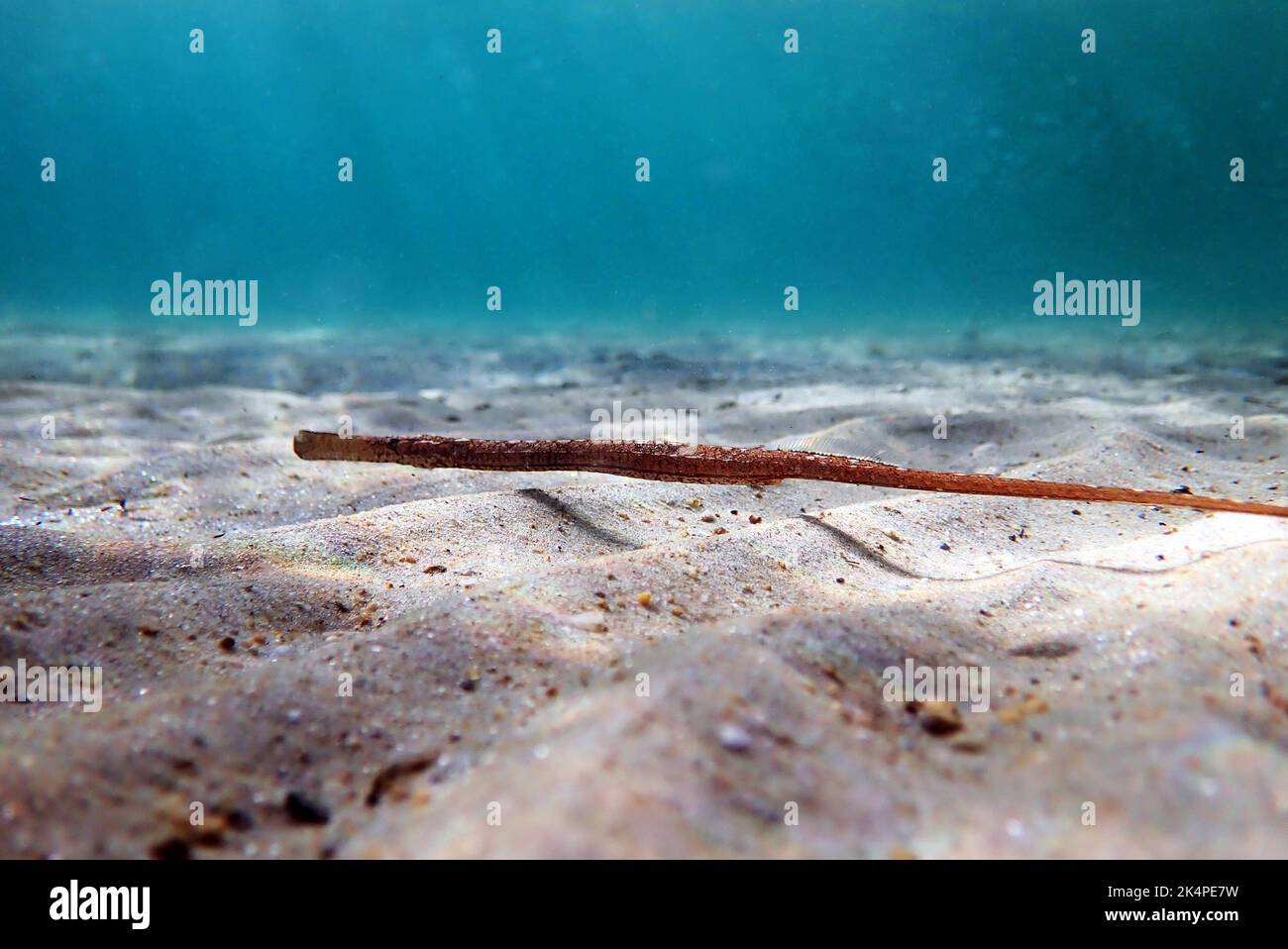 Imagen submarina en el mar Mediterráneo de las tuberías de Broadnosed - (Syngnathus typhle) Foto de stock