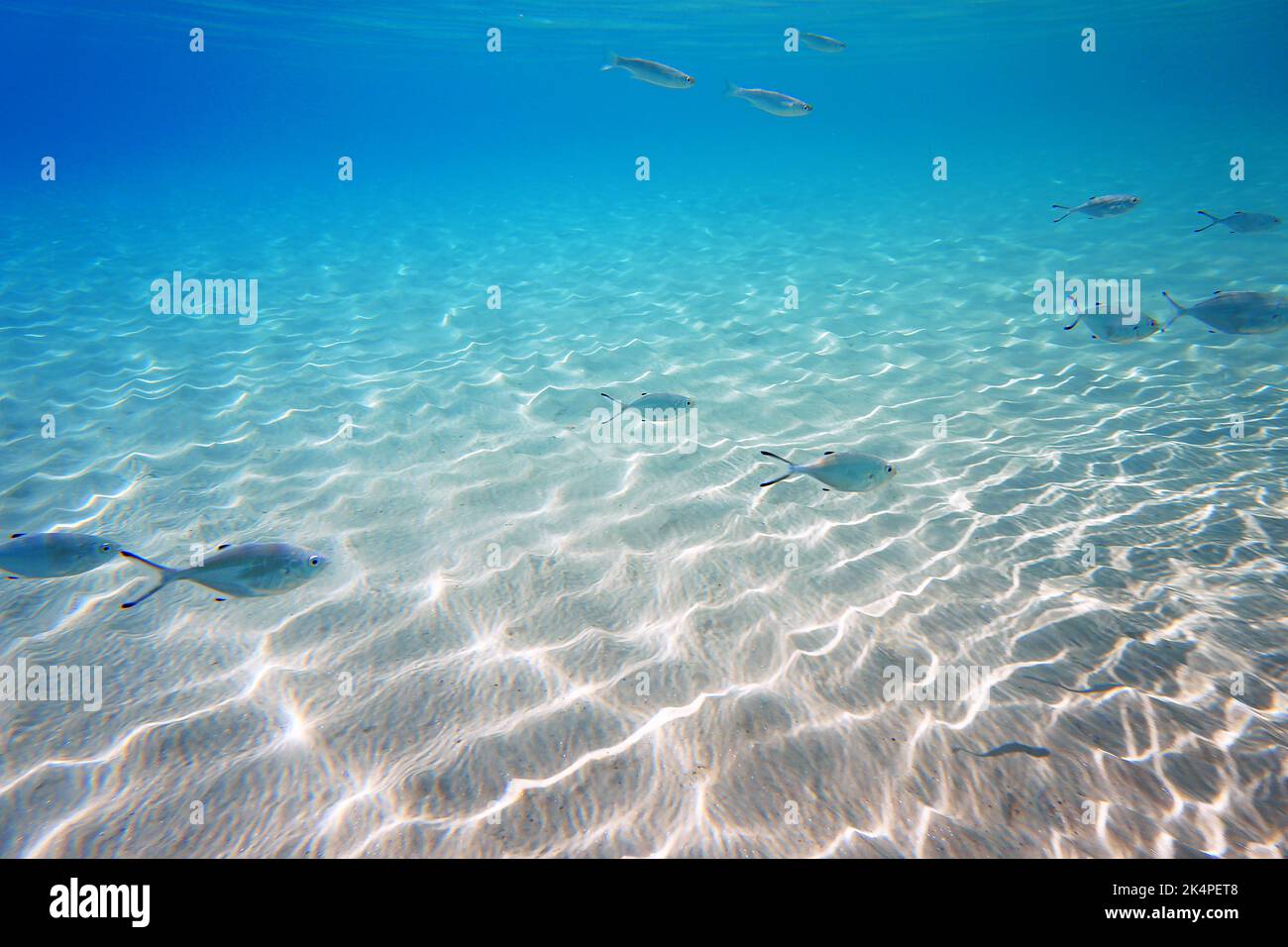 Foto subacuática de pez de plata - Trachinotus ovatus Foto de stock