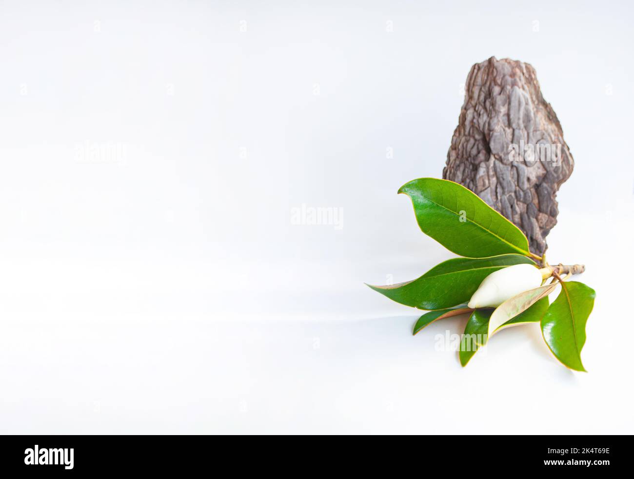 Magnolia de corteza fotografías e imágenes de alta resolución - Alamy