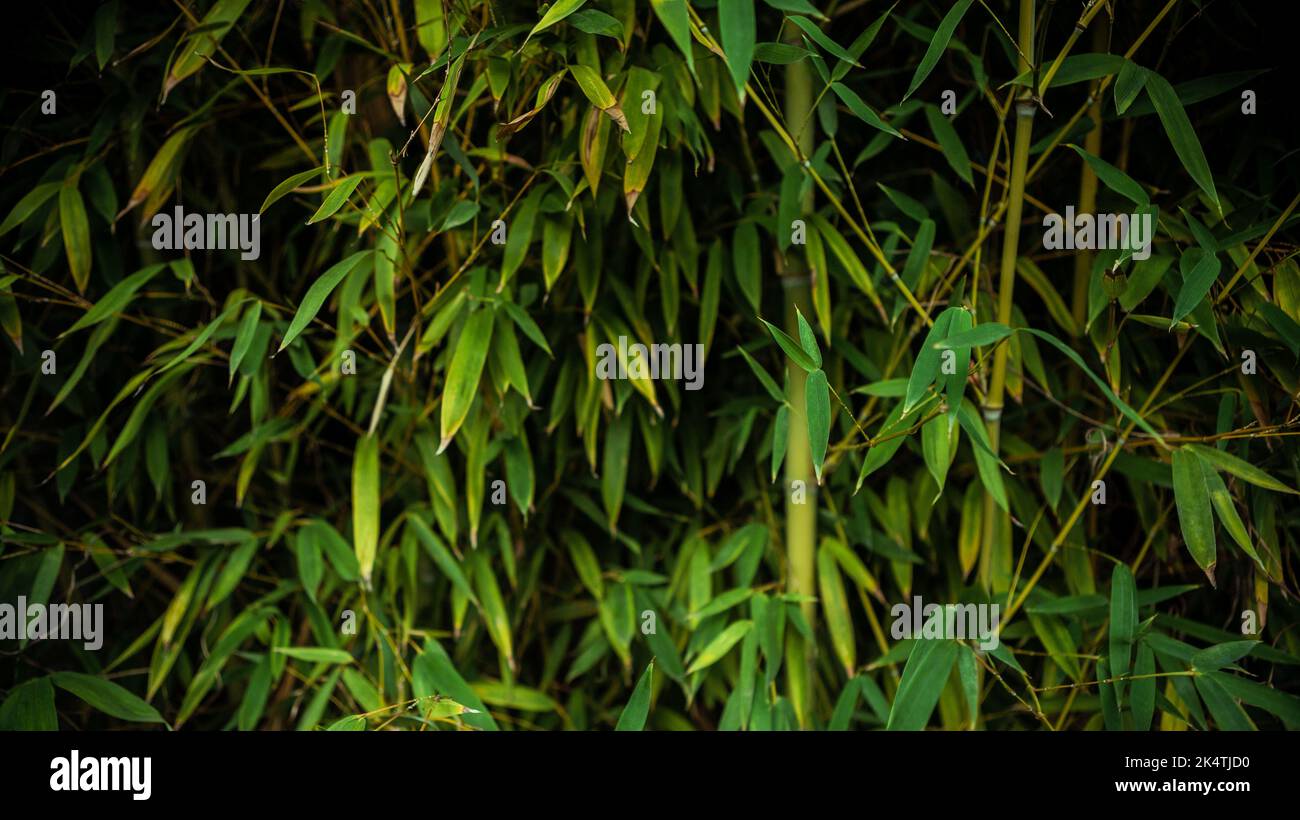 Cerrado de bosque de madera de bambú asiático, fondo natural. Diseño horizontal de árboles de bambú verde fresco textura para el patrón. Flujo perenne perenne Foto de stock