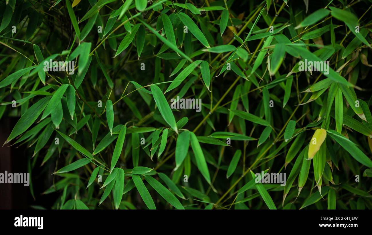 Cerrado de bosque de madera de bambú asiático, fondo natural. Diseño horizontal de árboles de bambú verde fresco textura para el patrón. Flujo perenne perenne Foto de stock