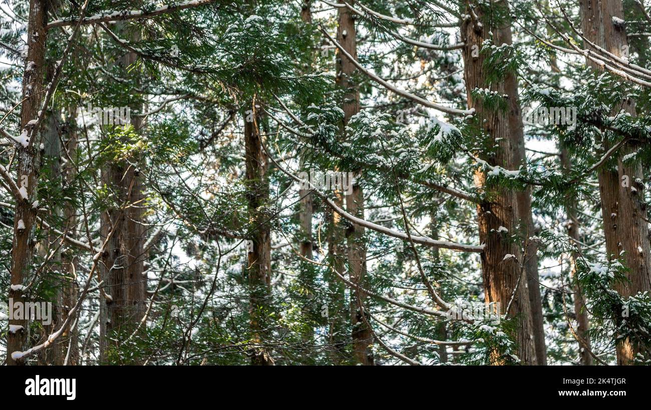 Una vista panorámica de la cubierta de heladas en los snowdrifts. Mágico bosque de invierno. Hermoso paisaje natural en Jigokudani en la prefectura de Nagano Foto de stock