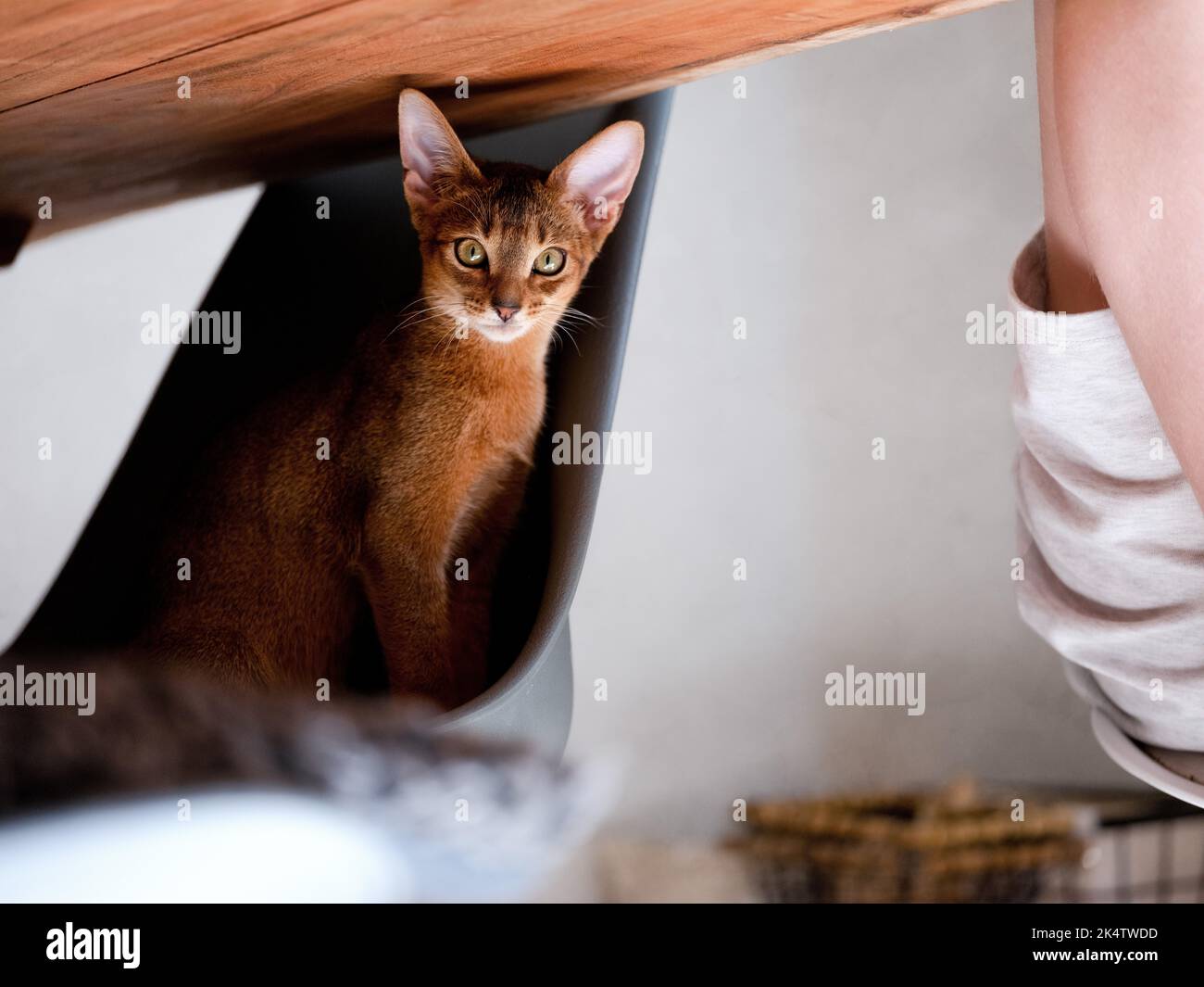 Gatito curioso gato abisino en la silla Foto de stock