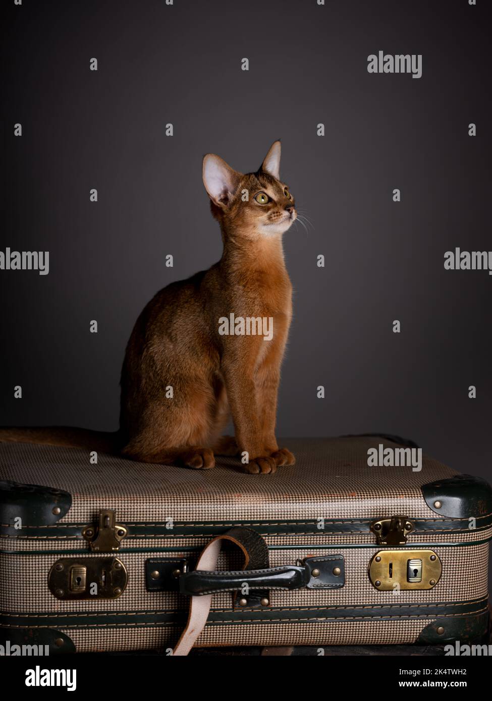Curioso gato abisino Kitten y maleta vieja Foto de stock
