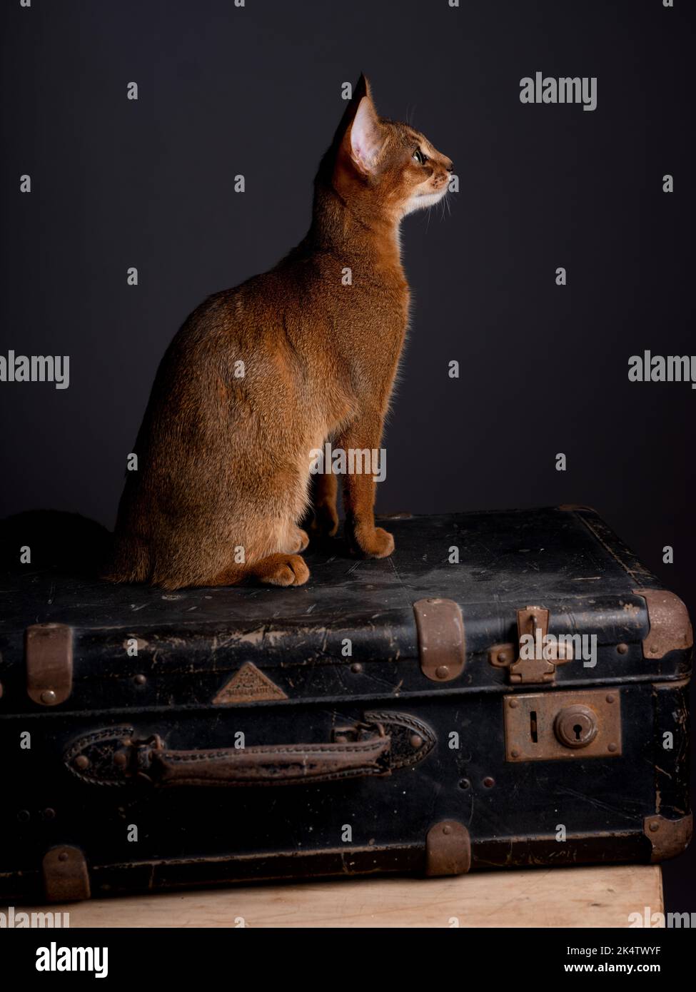 Curioso gato abisino Kitten y maleta vieja Foto de stock