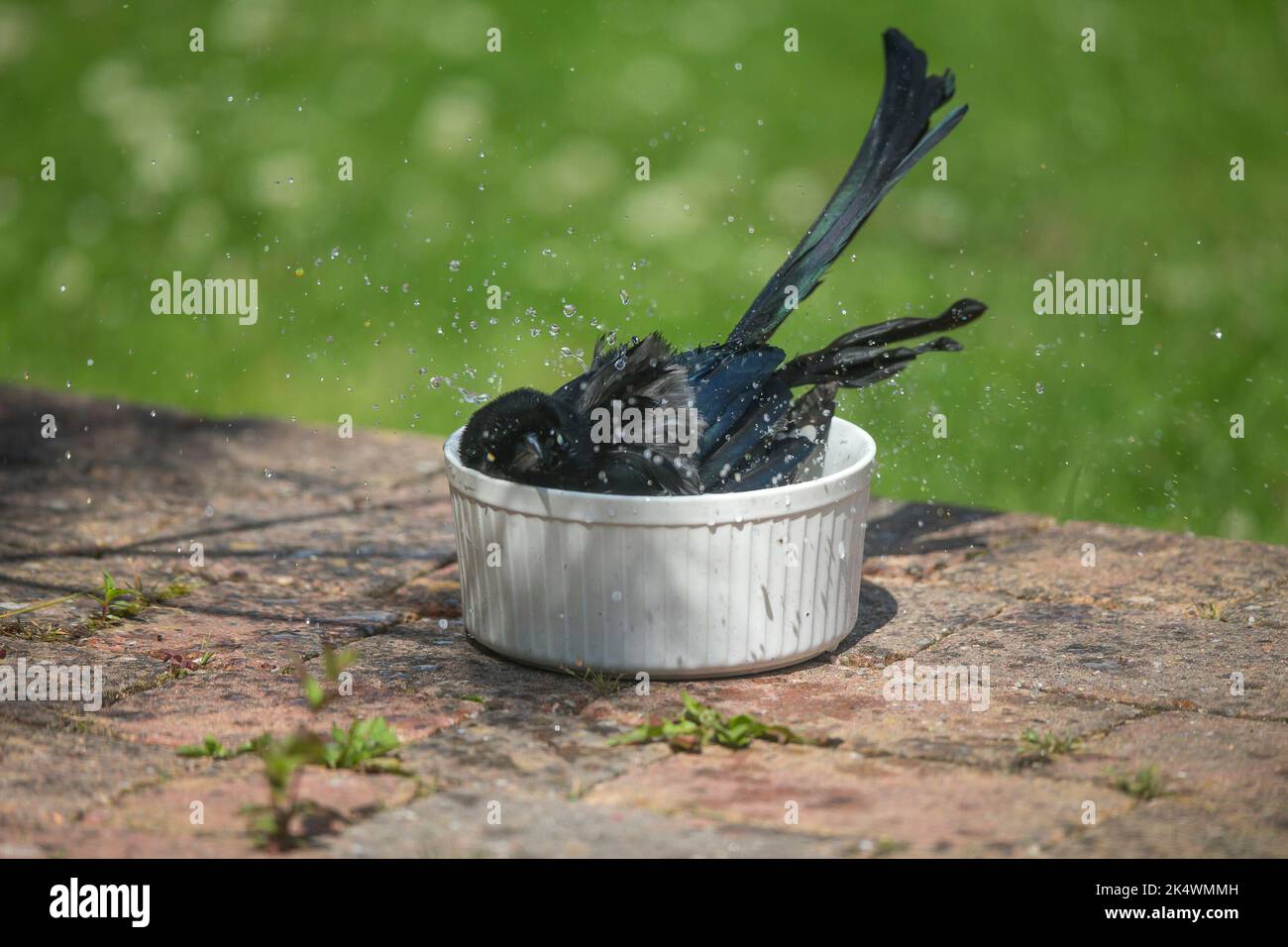Primer plano de un salvaje pájaro urracha euroasiática del Reino Unido (Pica pica) bañándose aislado en un pequeño recipiente de agua en un patio de jardín. Foto de stock