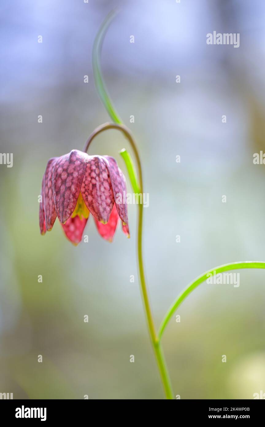 Flores de tablero de ajedrez Flor, flor de ajedrez o huevo de amante - Fritillaria Meleagris - en un día soleado de primavera. Foto de stock