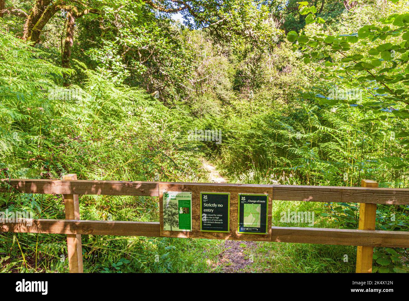 Un popular paseo a través de Horner Wood NNR en el Parque Nacional Exmoor cerrado debido a la enfermedad de la muerte de ceniza en Cloutsham, Somerset Reino Unido. The Queen's Green Canopy - Foto de stock