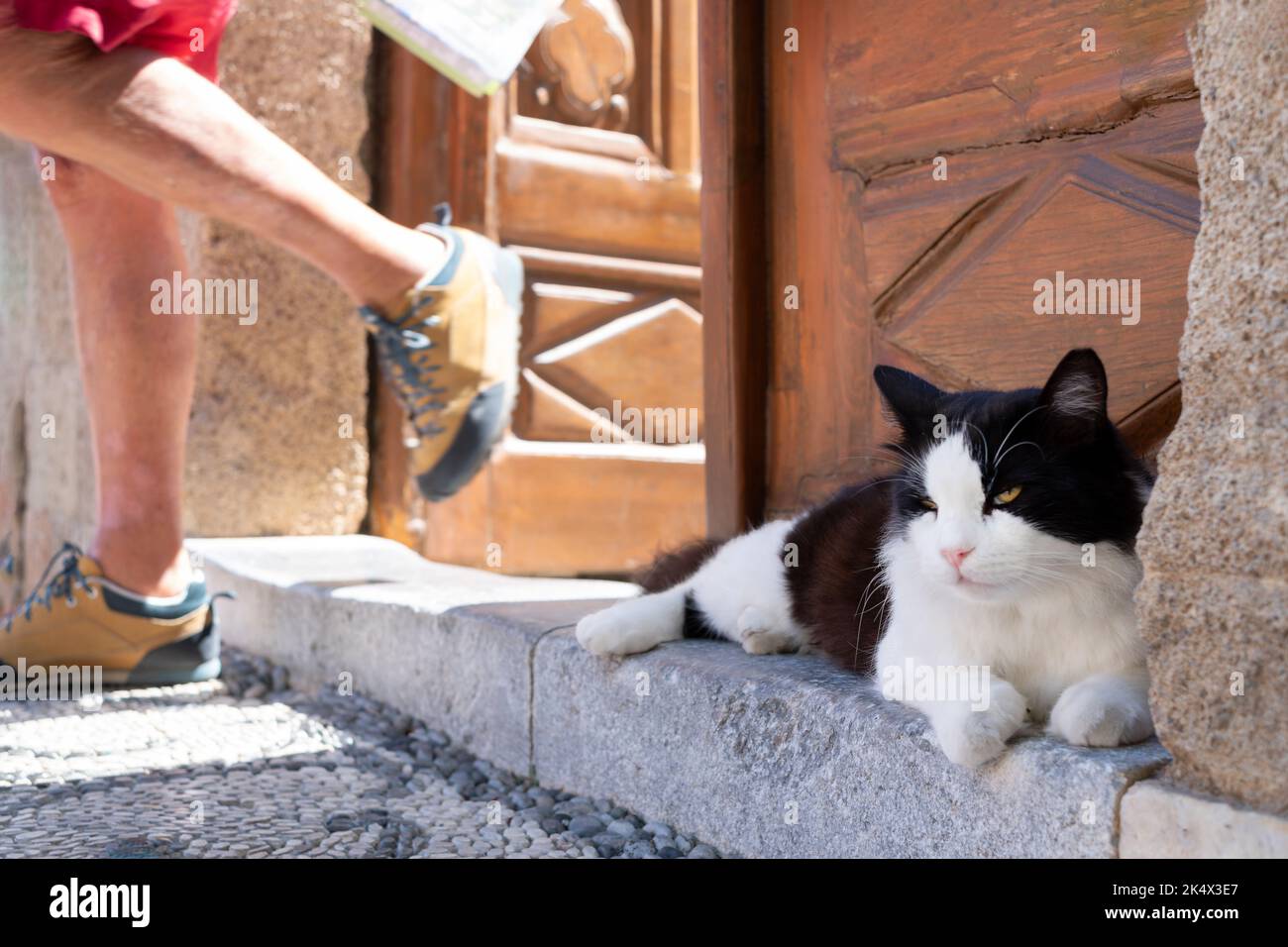 Un gato blanco y negro acostado en una puerta fuera de una casa. El gato no se mueve o se agita mientras alguien pasa por él cuando sale de la casa Foto de stock