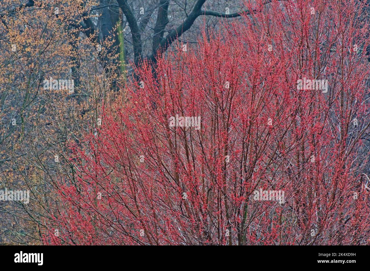 Arce rojo floreciendo en los bosques de principios de primavera Foto de stock