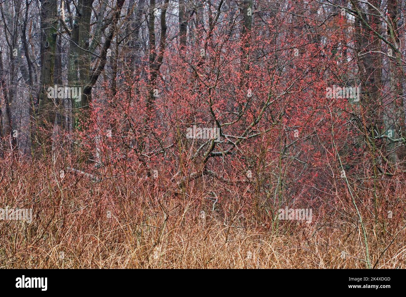 Arce rojo floreciendo en los bosques de principios de primavera Foto de stock