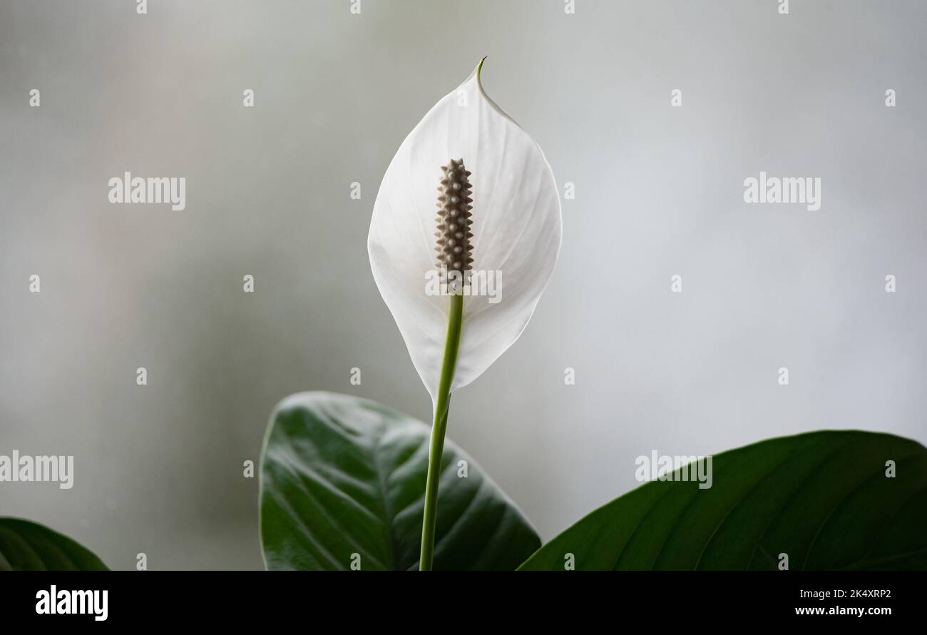 Planta de interior spathiphyllum fotografías e imágenes de alta resolución  - Página 10 - Alamy
