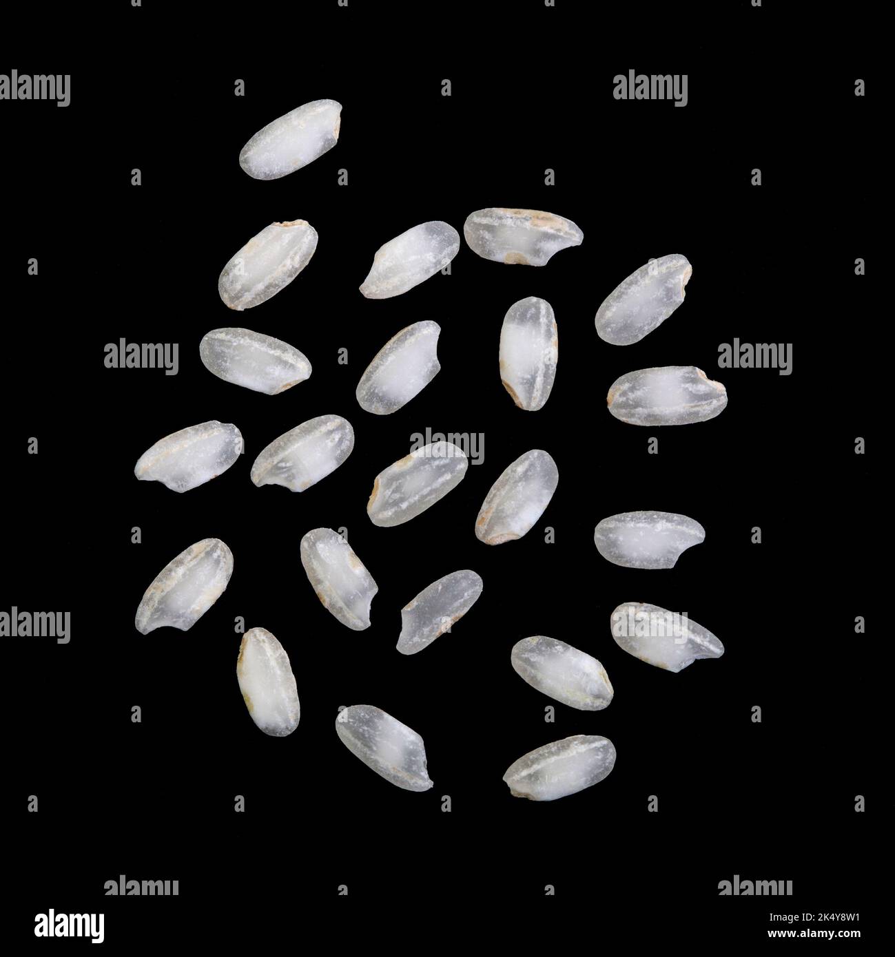 El arroz Arborio es un arroz italiano de grano corto, que recibe su