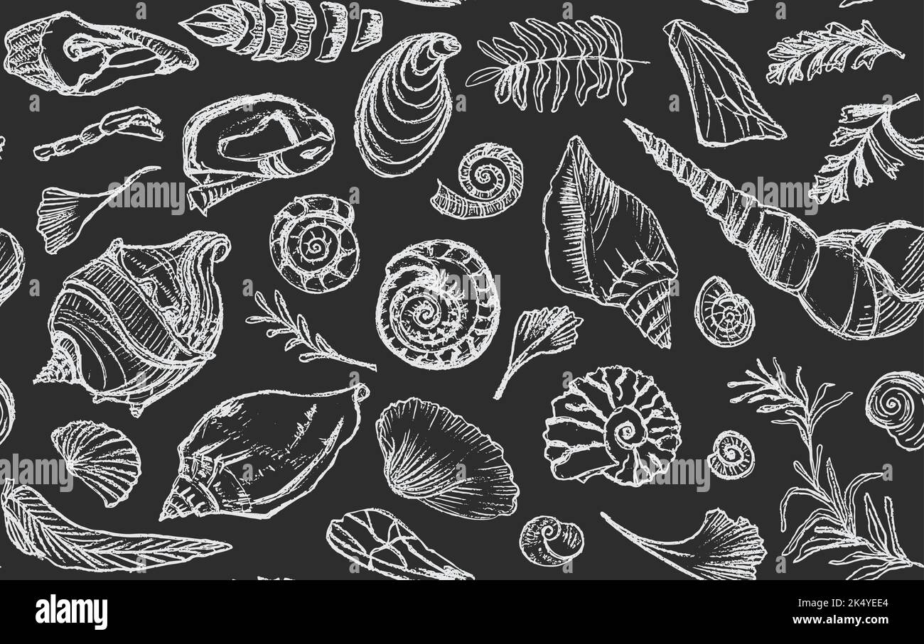 Aislado blanco tiza contorno conchas marinas y plantas sin costura patrón OCEAN dibujado a mano o caracol molusco vieiras mar submarino animal fósil Ilustración del Vector