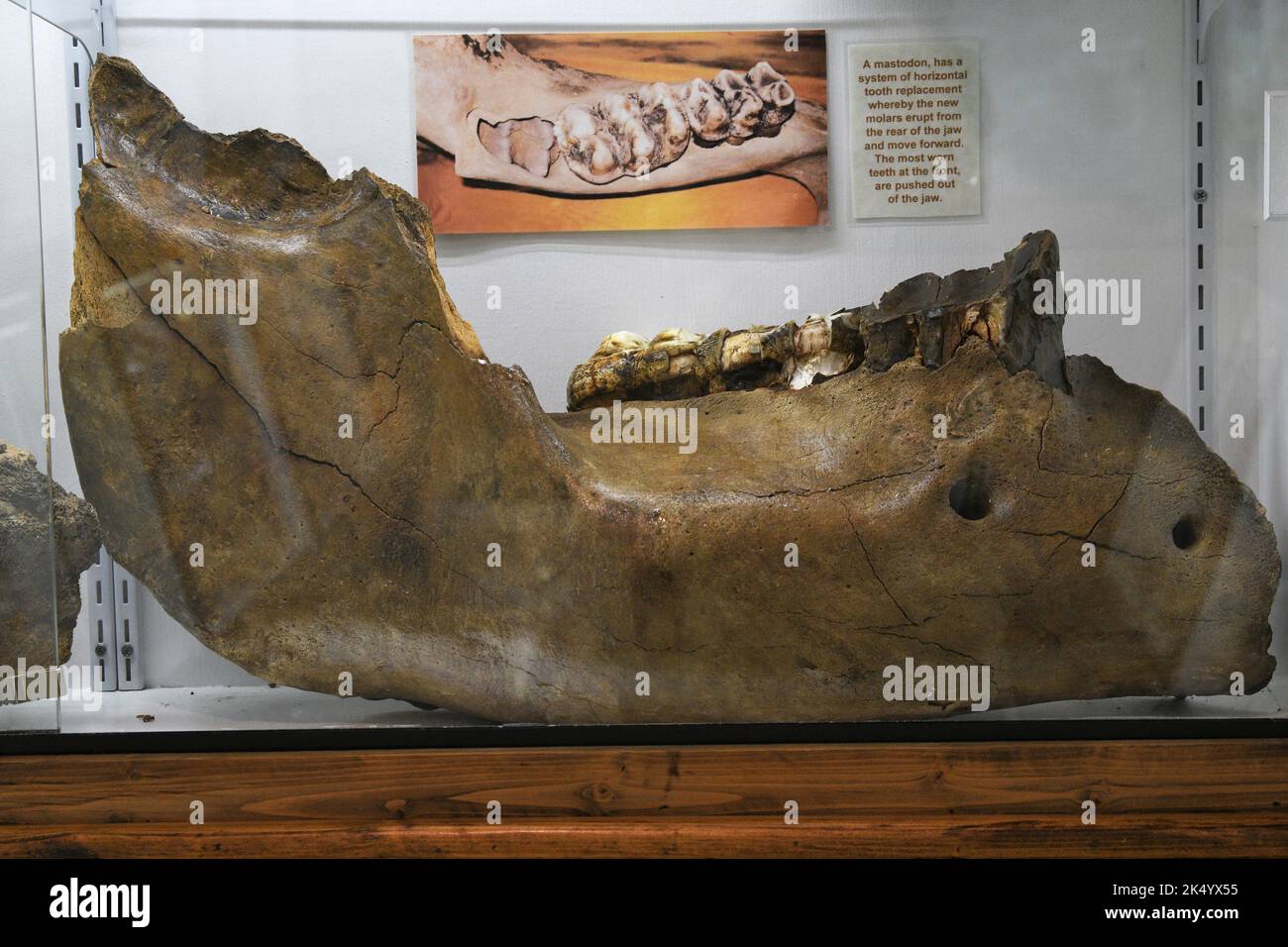 Mandíbula mastodonte. Foto de stock