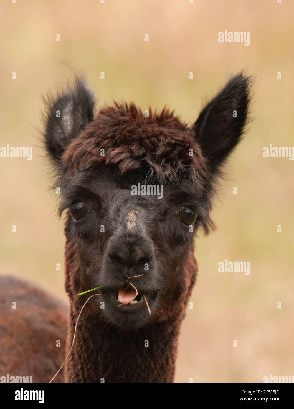 Alpaka fotografías e imágenes de alta resolución - Página 6 - Alamy