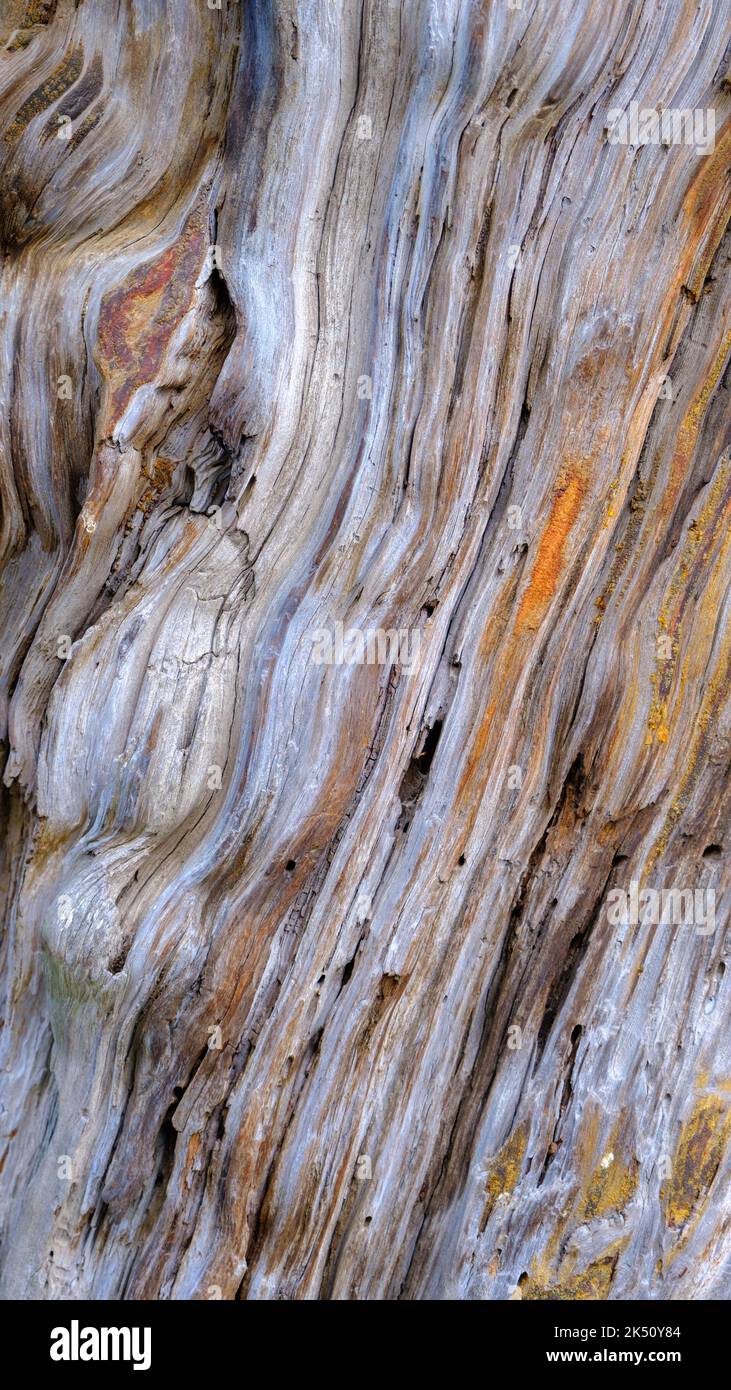 fondo de una estructura de madera de pino muy antigua. La edad de un pino es de trescientos cincuenta años Foto de stock