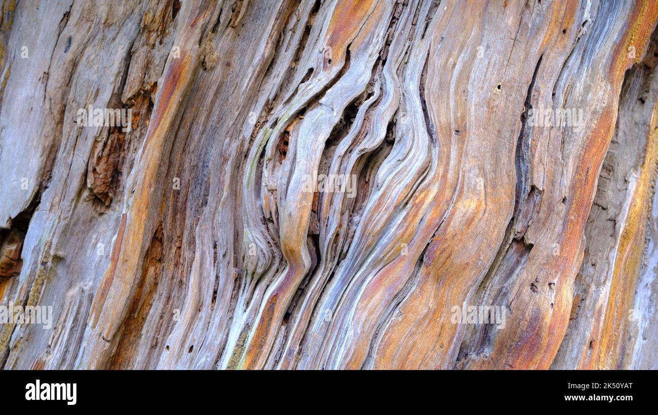 fondo de una estructura de madera de pino muy antigua. La edad de un pino es de trescientos cincuenta años. Foto de stock