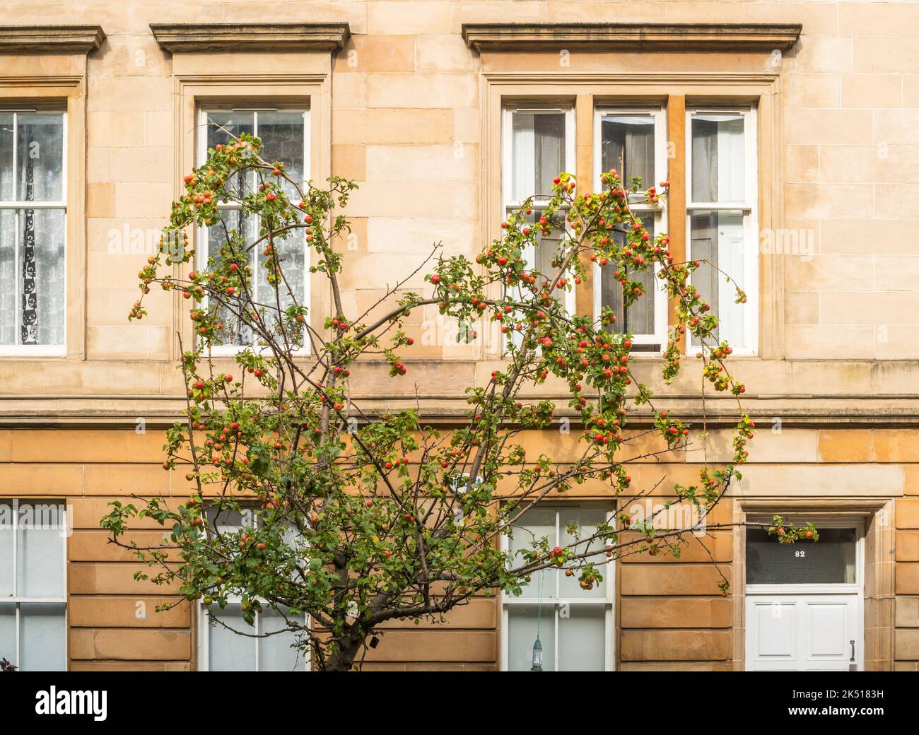 Un manzano frutero fuera de un edificio de apartamentos en Hill Street, Garnethill, Glasgow, Escocia, Reino Unido Foto de stock