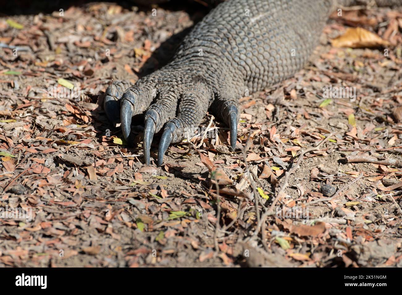 Indonesia, Isla Komodo, Parque Nacional Komodo, Loh Liang. Detalle de