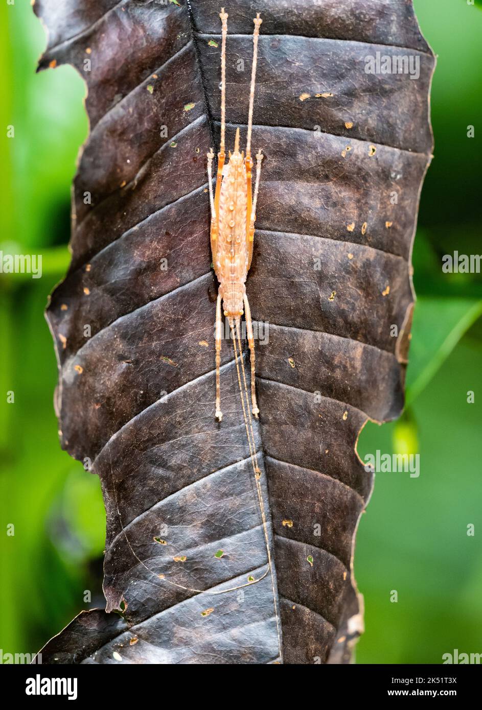 Un Katydid () de color dorado sobre una hoja muerta. Amazonas, Brasil. Foto de stock