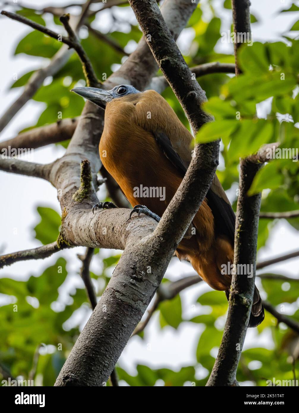 Un Capuchinbird salvaje (Perissocephalus tricolor) encaramado sobre un árbol en el bosque tropical. Amazonas, Brasil. Foto de stock