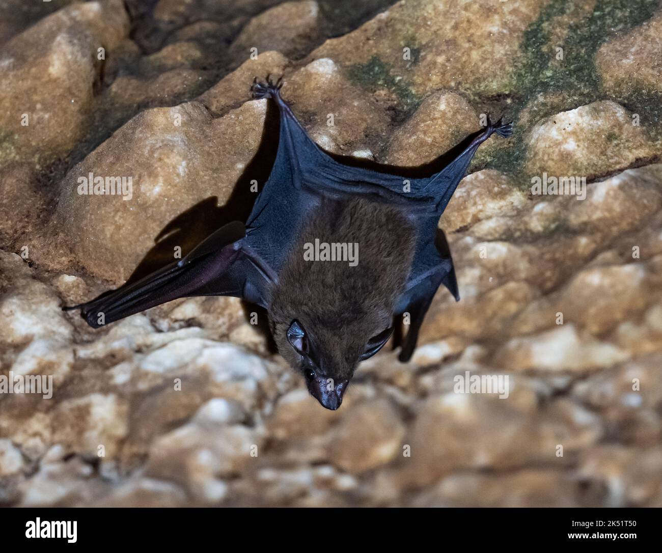 Un murciélago negro () colgando de un techo de roca. Amazonas, Brasil. Foto de stock