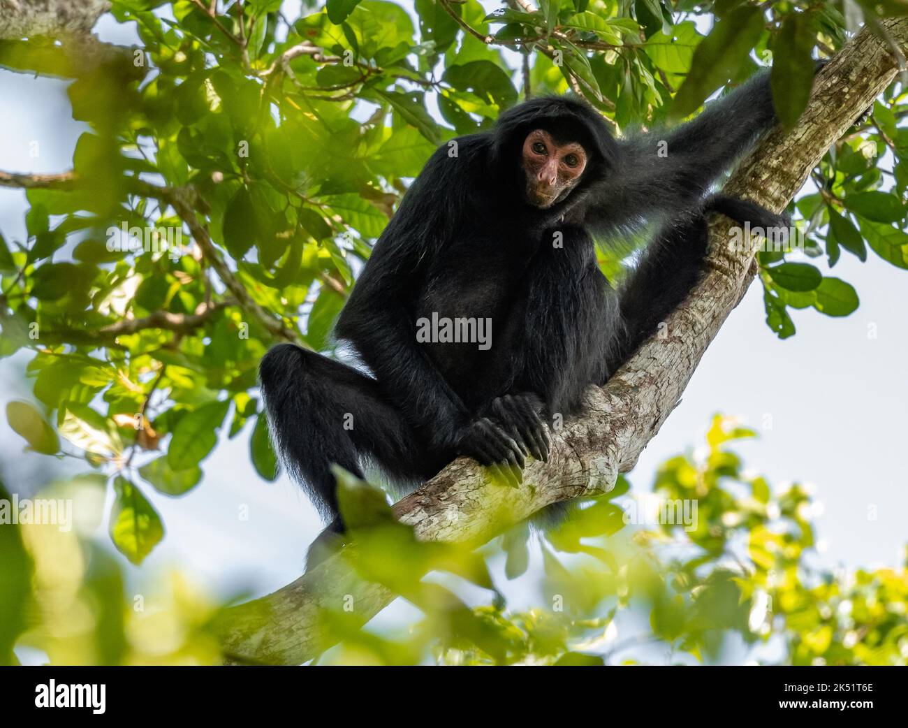 Mono araña de Guayana salvaje, o mono araña negra de cara roja (Ateles paniscus) sentado en un árbol en un bosque tropical. Amazonas, Brasil. Foto de stock