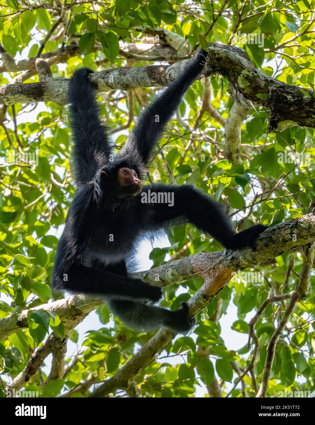 Un mono araña de Guayana salvaje, o mono araña negra de cara roja (Ateles paniscus) colgando de un árbol en un bosque tropical. Amazonas, Brasil. Foto de stock