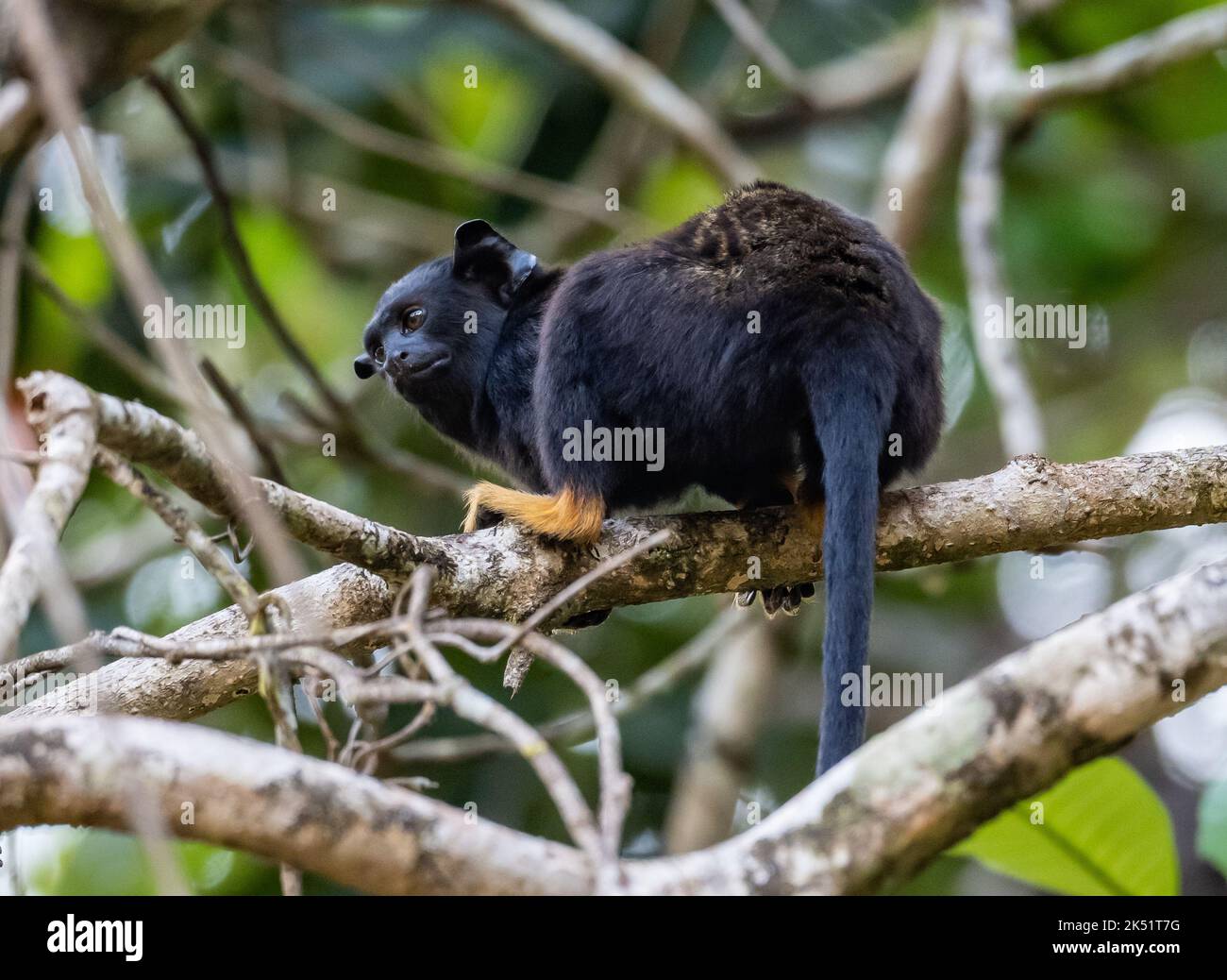 Un Tamarin salvaje de Mano Roja (Saguinus midas) en bosque tropical. Amazonas, Brasil. Foto de stock